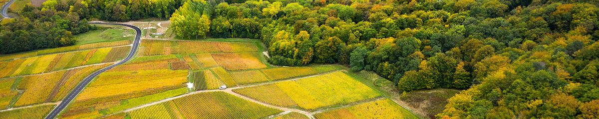 MONTAGNE DE REIMS & DÉGUSTATION
